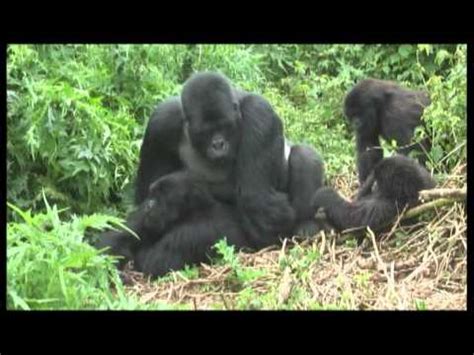 Apes Mating Like Human - Breeding Ape With Humans / Radicalwildlife is ...