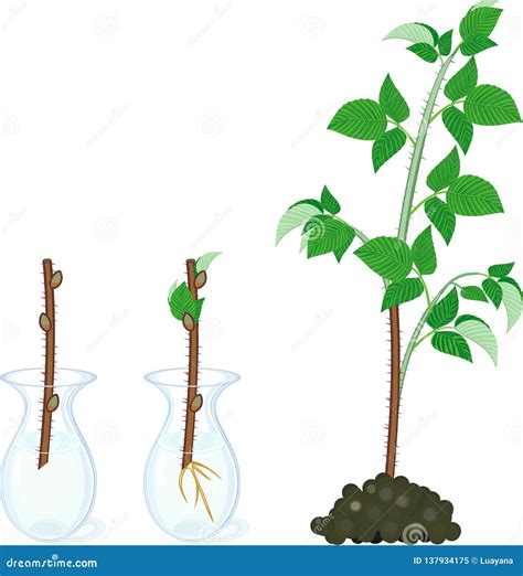 Stages Of Raspberry Growth From Germination A Seed To Plant With Green ...