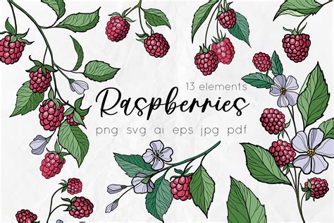 Raspberry Color Vector SVG Drawings Graphic By DervikArtStore