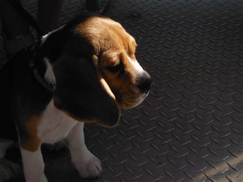 25 best Begals and begal puppies images on Pinterest | Beagle puppy ...