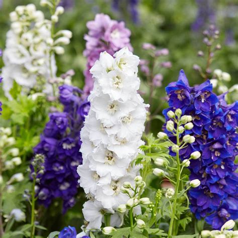 Larkspur Flower Garden Seeds - Giant Imperial Color Mix -Annual Flower ...