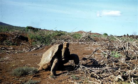 Lonesome George | Galápagos Conservancy