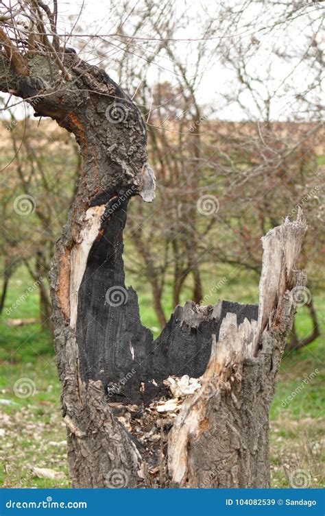 Oak Tree Hit By Lightning Stock Image Image Of Foggy