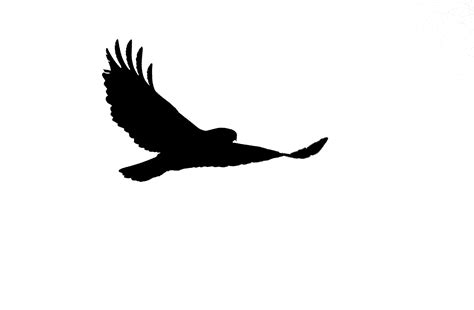 Buzzard Silhouette at GetDrawings | Free download