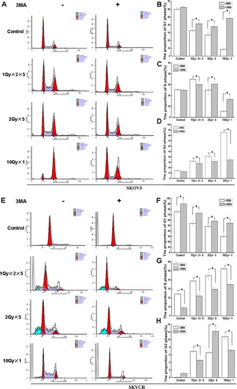 Autophagy Inhibition Attenuates IR Induced Cell Cycle Arrest A Flow