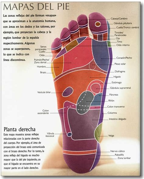 Mapa De Los Pies Reflexologia Bankfeal