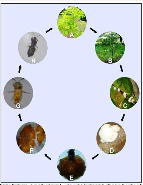 Trichogramma Chilonis Life Cycle