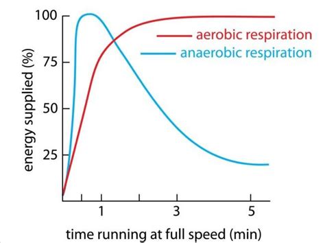 Human Anaerobic Respiration Equation