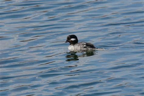 Female Bufflehead Duck Hen Stock Photo Image Of Waves