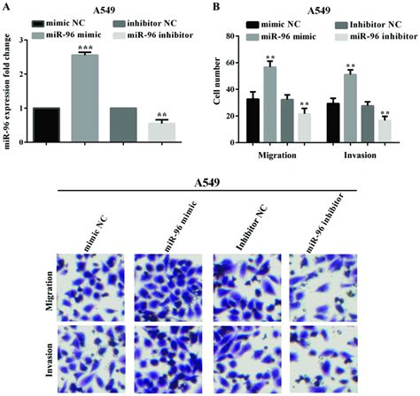 Mir Promotes Invasion And Metastasis By Targeting Gpc In Nonsmall