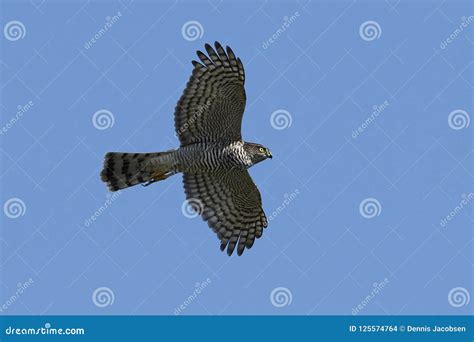 Eurasian Sparrowhawk Accipiter Nisus Stock Photo - Image of denmark, bird: 125574764