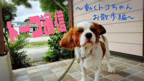 【里親様募集中九州】動くトコちゃん お散歩編 キャバリア★カワイイモフモフな人生の師匠たち