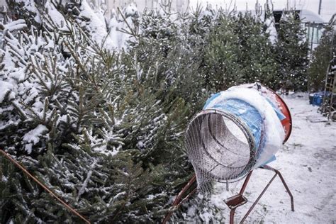 Choinkowy Biznes W Rumi Najpierw Ukradli Handlowcom Tuby Potem