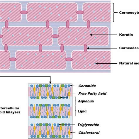 Schematic Representation Of The Stratum Corneum Download Scientific