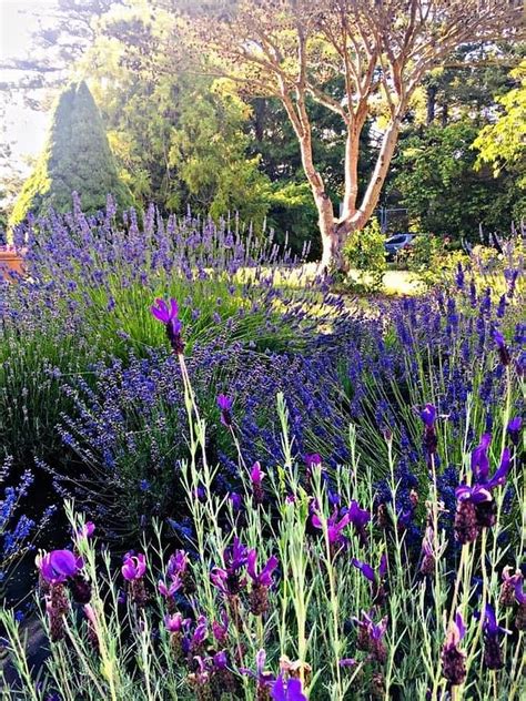 Lavender Garden Photograph by Mindy Warriner - Pixels