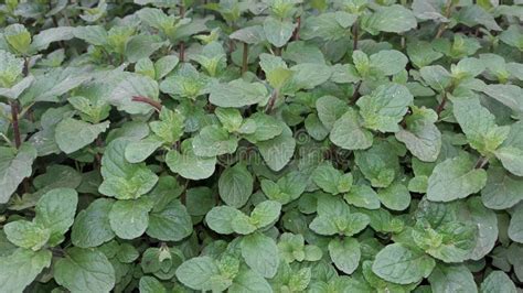 Mint Pudina Leaves Fresh Orginal Color Stock Photo Image Of Leaves