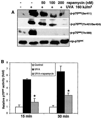 Inhibition Of UVA Induced Activation And Phosphorylation Of P70 S6K At