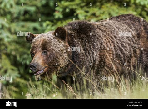 Grizzly Bear Female Ursus Arctos Horribilis Full Body Shot Of Female