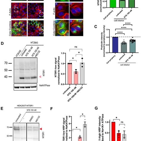 Neurotensin Promotes Ntsr1s Internalization And The Degradation Of