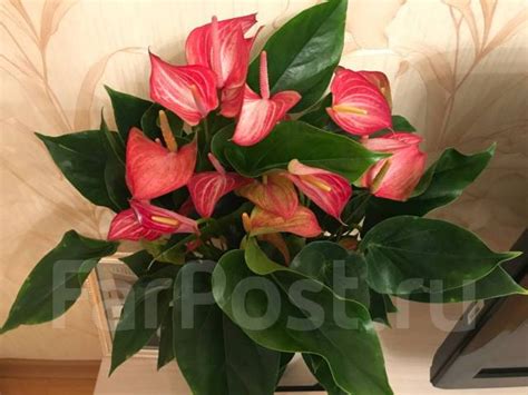 Антуриум Ливиум, в наличии. Цена: 1 000₽ в Находке