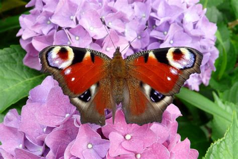 Fotos gratis naturaleza flor pétalo florecer verano insecto