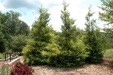 Europe Gold Arborvitae Thuja Occidentalis Europe Gold In Ottawa