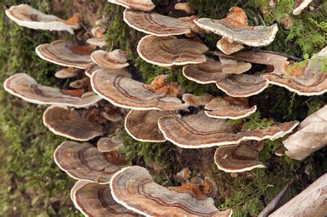 Turkey Tail Lichens And Mushrooms Of Virginia Inaturalist