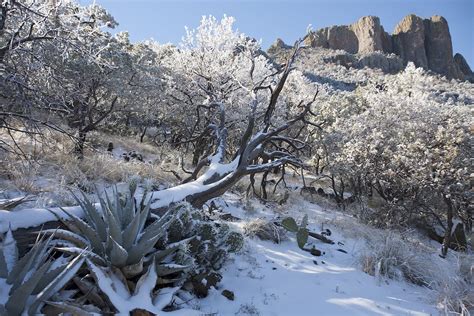 7 Tips for Snow Photography ~ A Blog for the Naturally Curious™