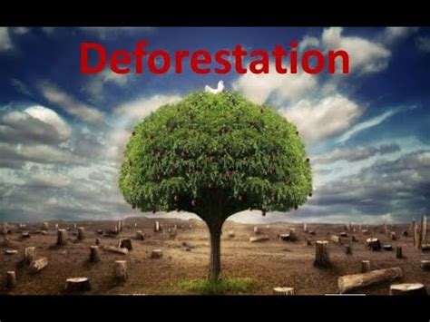 Deforestation Definition Causes Effects And Control Measure YouTube