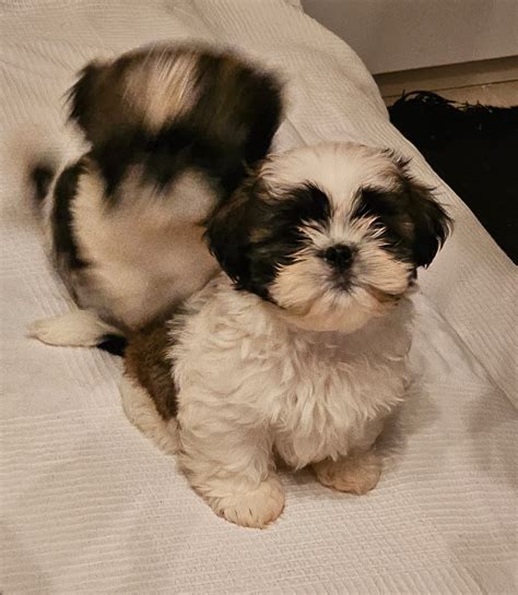 Shih Tzu Szczeniaki Marwice OLX Pl