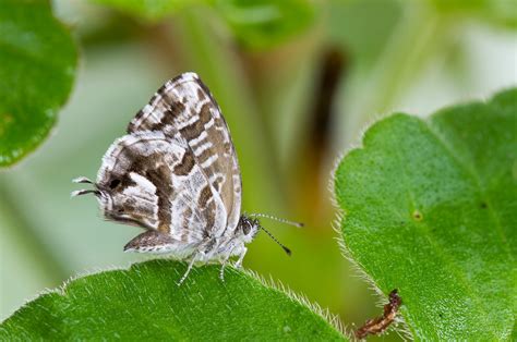 Repelentes Naturales Para La Mariposa De Los Geranios Plantateca