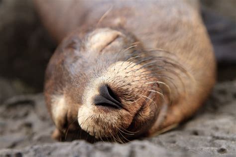 Baby Sea Lion Sleeping in the Galapagos Islands Stock Photo - Image of ...