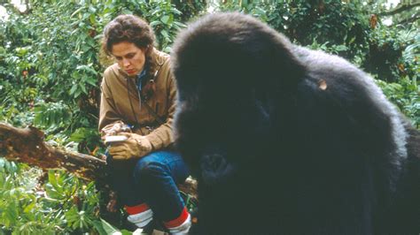 Gorillas in the Mist — Science on Screen