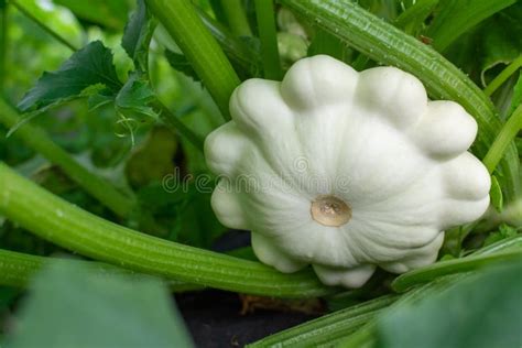 Patissons Grow In The Garden In Summer Stock Photo Image Of Zucchini