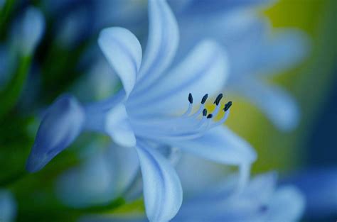 Blue Lily Wallpapers - Top Free Blue Lily Backgrounds - WallpaperAccess