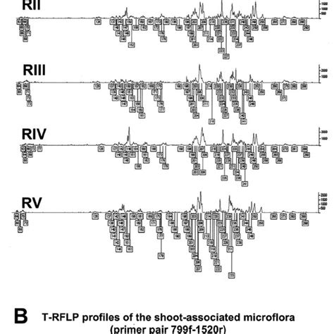 T Rflp Pro Fi Les Produced By Alui Digestion Of 16s Rrna Gene Amplicons Download Scientific