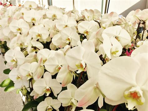 So many beautiful white orchids to choose from today at the Beverly ...