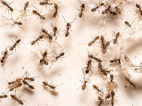 Argentine Ants Vs Fire Ants