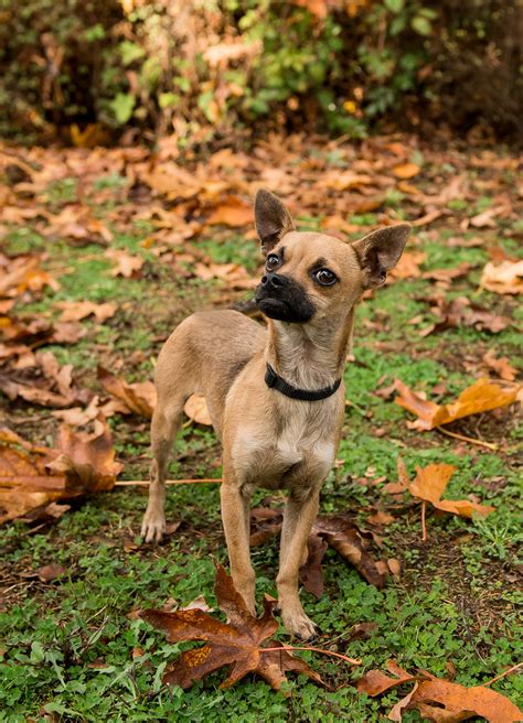 Dover 80937 4 Humane Society For Southwest WA Flickr