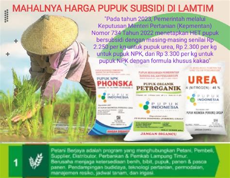 Pupuk Subsidi Langka Dan Mahal Petani Di Lamtim Menjerit Haluan