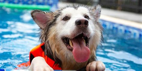 Dive Into Pet Pool Safety Canungra Veterinary Surgery