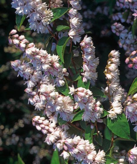 Deutzia Scabra Plena C Cm