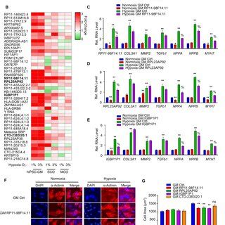 Identification And Characterization Of Ncrnas In Hipsc Cms A Schematic