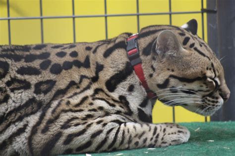 Ocelot Conservation Day Held at Brownsville Zoo – La Feria News