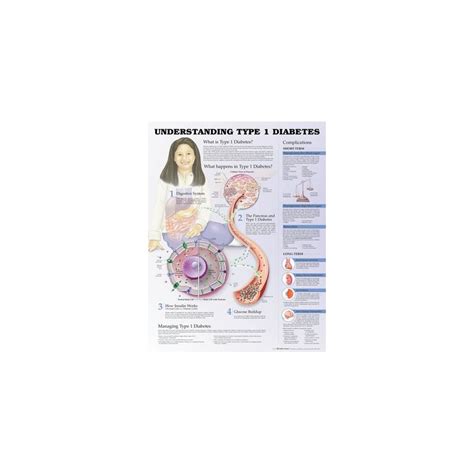 Understanding Type 1 Diabetes Anatomical Chart