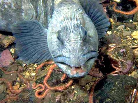 Wolffish – "OCEAN TREASURES" Memorial Library