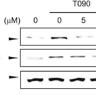 The LCE Induced Activation Of AMPK And Sirt1 A Immunoblot Analysis