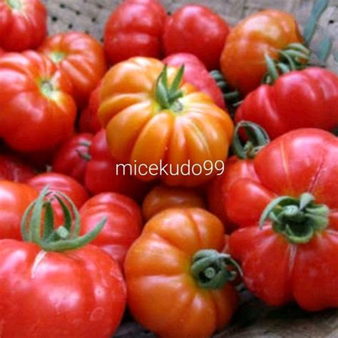 Jual Tomat Mawar Segar Ranti Keriting Fresh Tomato Shopee Indonesia