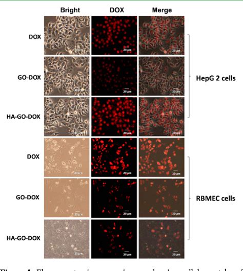 Figure 1 From Hyaluronic Acid Decorated Graphene Oxide Nanohybrids As