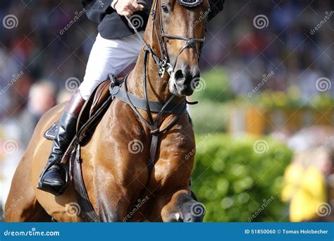 Detailed Photo Of A Brown Horse Approaching The Jump Shooting From The